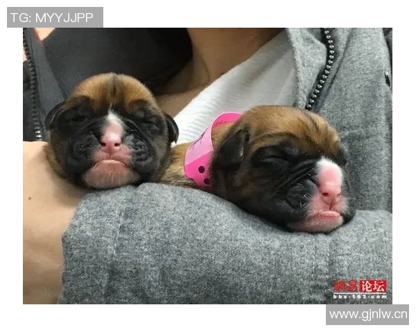 张伯霖分享摇篮舞庆祝喜讯家中爱犬迎来两只可爱小狗出生 张伯霖分享摇篮舞庆祝喜讯家中爱犬迎来两只可爱小狗出生