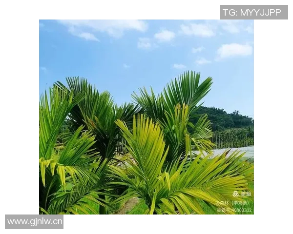 亚马尔社交媒体分享诺坎普夕阳美景预示着一个难忘的夜晚即将开启 亚马尔社交媒体分享诺坎普夕阳美景预示着一个难忘的夜晚即将开启